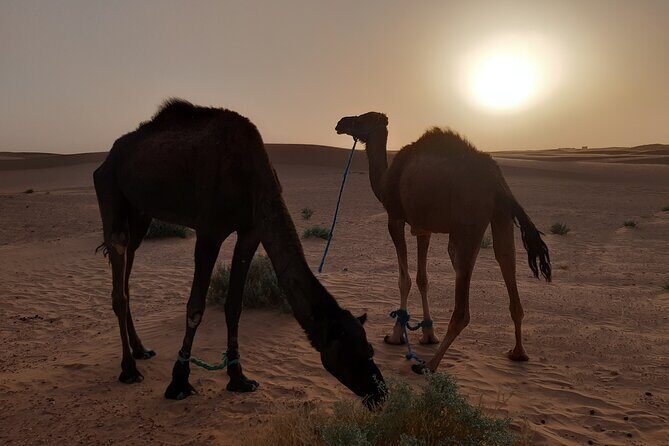 3-Days Private Discovery of the desert from Ouarzazate to M'Hamid in 4x4 - Day Two: Desert Adventures and Epic Dunes