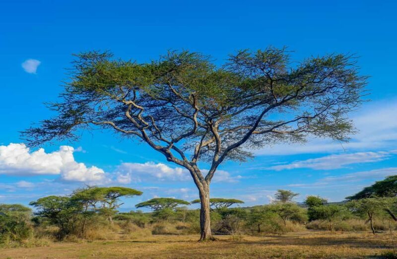 3 Days private Safari Tarangire Manyara & Ngorongoro Crater - Final Thoughts: Is This Safari Worth It?