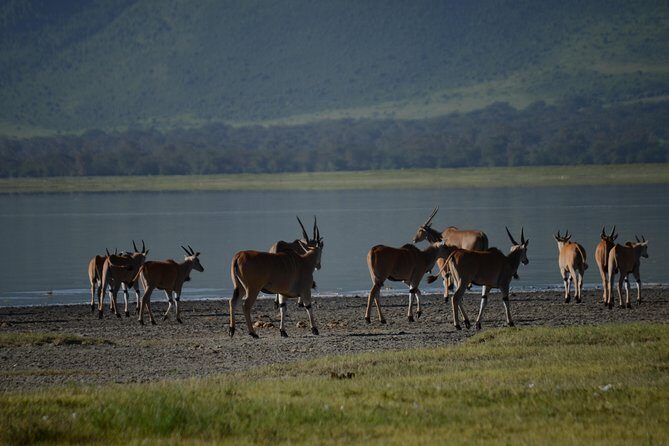 3 Days private safari Tarangire ,Ngorongroro crater &Manyara - Transportation & Comfort