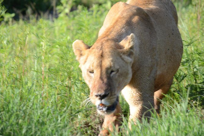 3 Days private safari Tarangire ,Ngorongroro crater &Manyara - The Sum Up