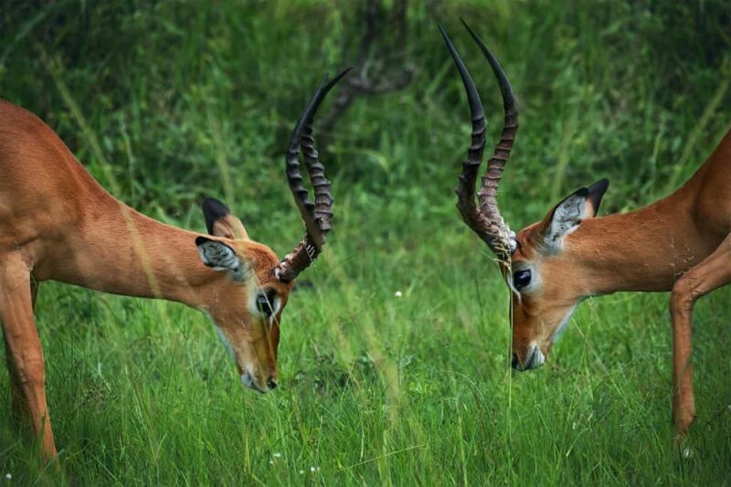 3 DAYS PRIVATE SAFARI TO MIKUMI NATIONAL PARK FROM ZANZIBAR - Key Points