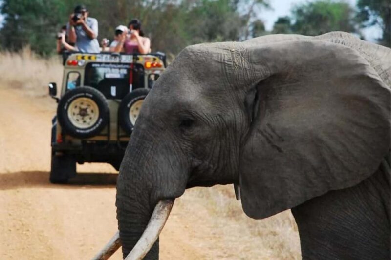 3 DAYS PRIVATE SAFARI TO MIKUMI NATIONAL PARK FROM ZANZIBAR - Final Thoughts: Is This Safari Right for You?