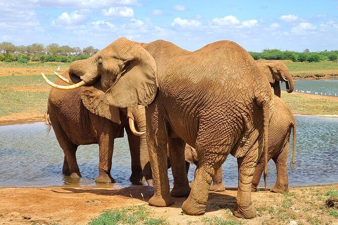 3 Days Private Safari Tsavo East and West Tour - Key Points