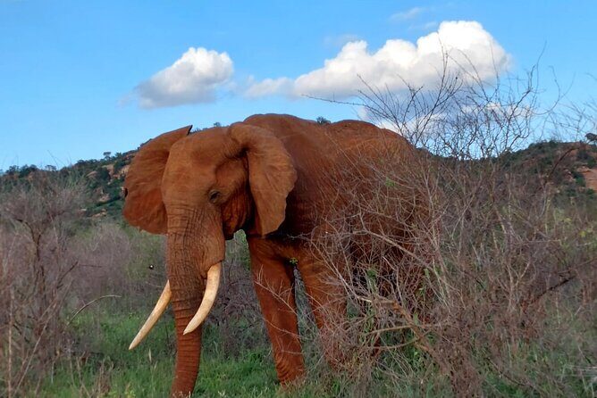 3 Days Private Safari Tsavo East and West Tour - The Itinerary Breakdown: What You Can Expect