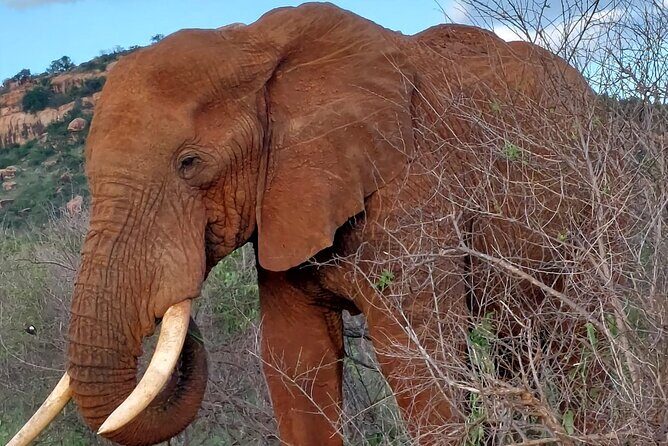3 Days Private Safari Tsavo East and West Tour - FAQ