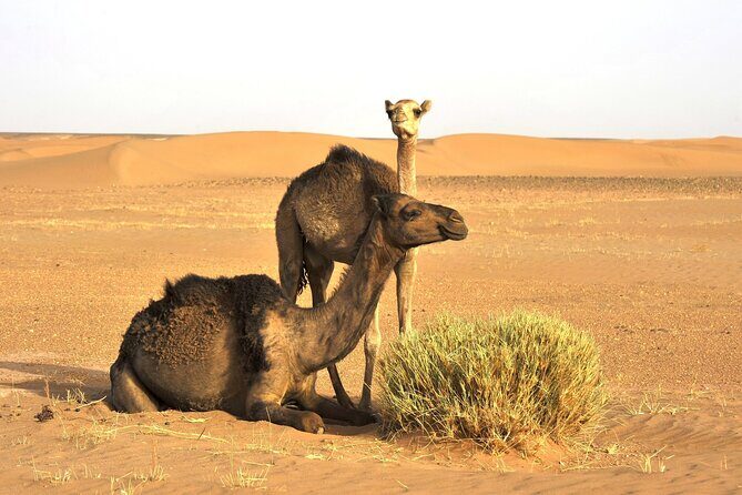3-Days Private Sahara Desert Trek - FAQs