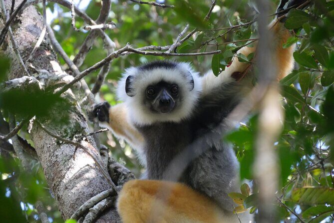 3 Days Private Tour in Lemur Territory in Andasibe - Key Points