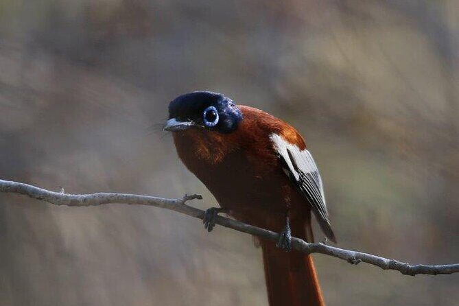 3 Days Private Tour in Lemur Territory in Andasibe - The Sum Up