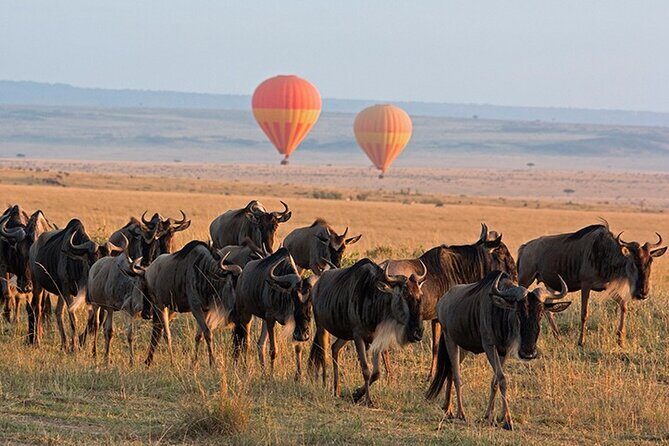 3 Days Private Tour in Maasai Mara With 4*4 Vehicle - Practical Considerations and Cost Analysis
