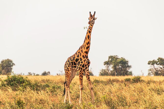 3 Days Private Tour in Murchison Falls National Park - The Itinerary Breakdown: What to Expect
