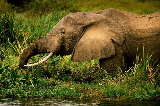 3 Days Private Tour in Murchison Falls National Park - The Value of the Tour
