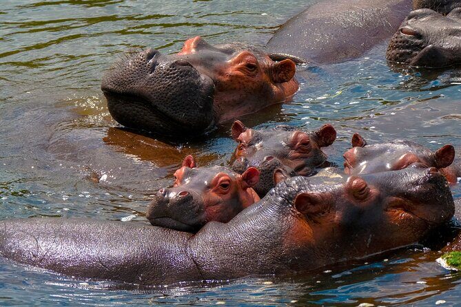 3 Days Private Tour in Murchison Falls National Park - Who Is This Tour Best For?