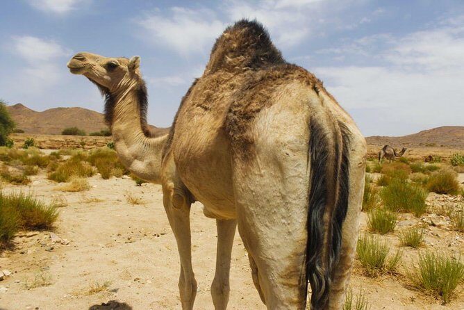 3 Days private Tour in Tamanrasset - Practical Details & Tips