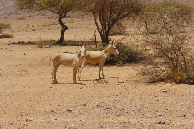 3 Days private Tour in Tamanrasset - Final Thoughts: Who Should Consider This Tour?