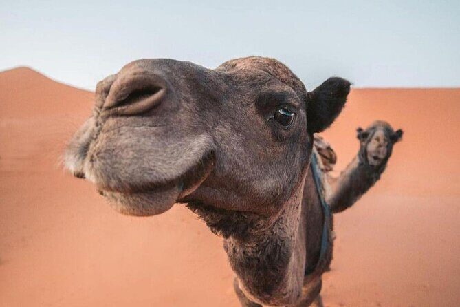 3 Days Private Tour to Merzouga from Marrakech - Detailed Review of the Tour Experience
