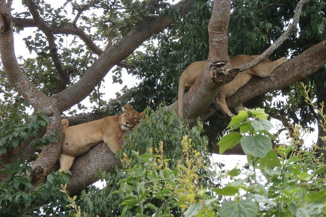 3 Days Queen Elizabeth national Park Safari Holiday - Key Points