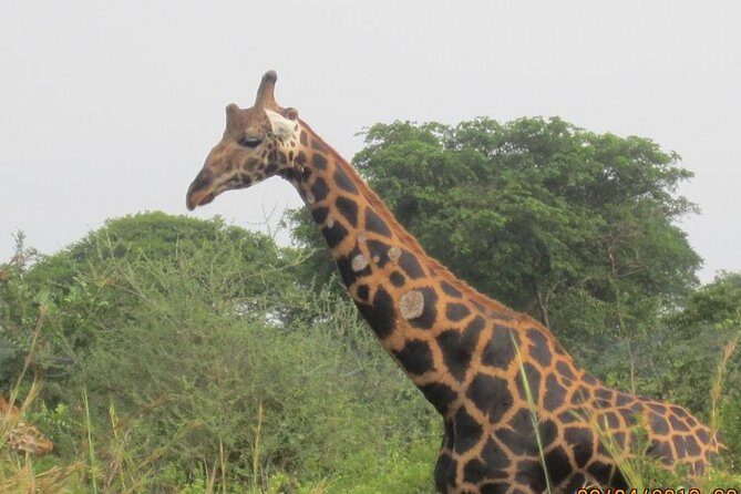 3 Days Queen Elizabeth national Park Safari Holiday - What to Expect from the 3-Day Queen Elizabeth Safari