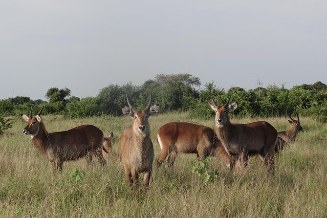 3 Days Queen Elizabeth national Park Safari Holiday - Practical Details That Matter