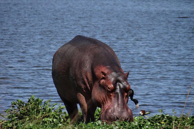 3 Days Queen Elizabeth national Park Safari Holiday - FAQ