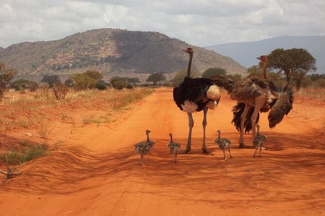 3 days Red elephant safari - The value of this safari experience