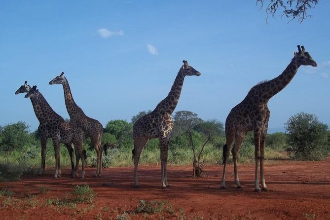 3 days Red elephant safari - The Sum Up