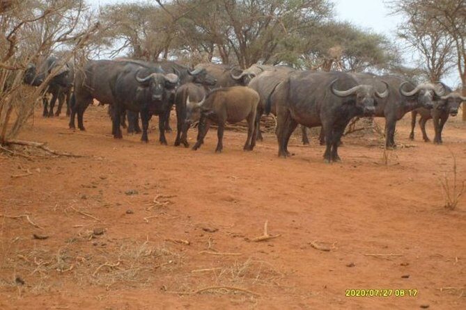3 days Red elephant safari - FAQ