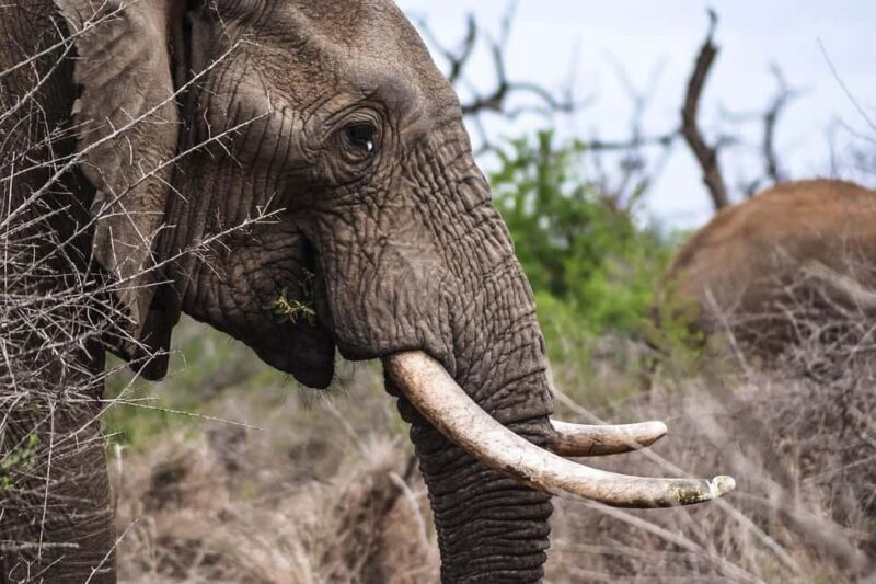 3-Days safari adventure to Mikumi N. Park from Dar-es-Salaam - Introduction