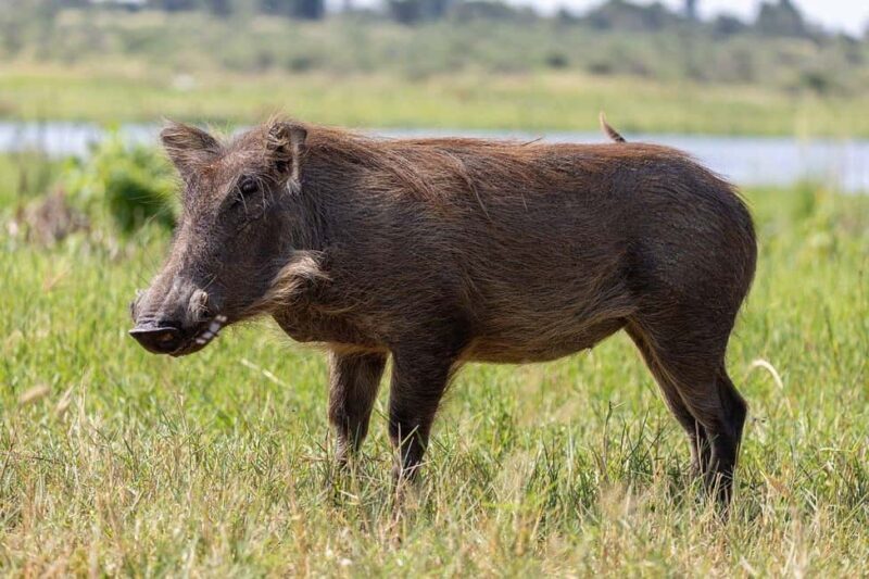 3-days safari from Dar-es-Salaam to Mikumi National Park - Key Points
