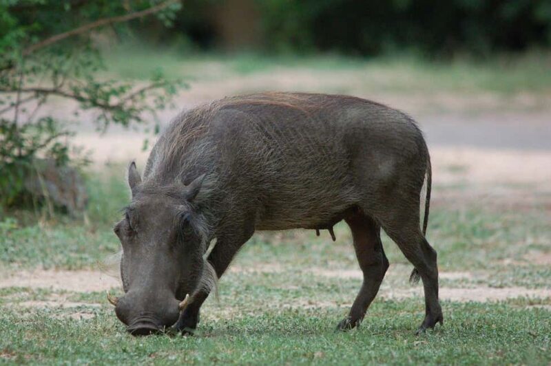 3-days safari from Dar-es-Salaam to Mikumi National Park - An In-Depth Look at the 3-Day Mikumi Safari Experience