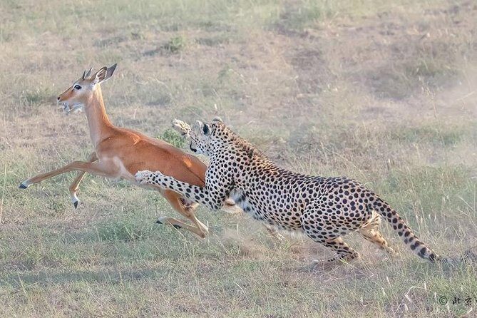 3 Days Safari in Amboseli National Park - What’s Included & What to Consider  