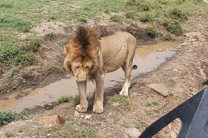 3 days safari in North- Ngorongoro, Tarangire, Mt. Oldeani - Introduction to the Safari