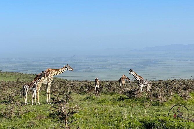 3 days safari in North- Ngorongoro, Tarangire, Mt. Oldeani - The Sum Up