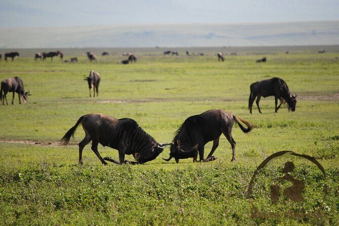 3 days safari in North- Ngorongoro, Tarangire, Mt. Oldeani - FAQ