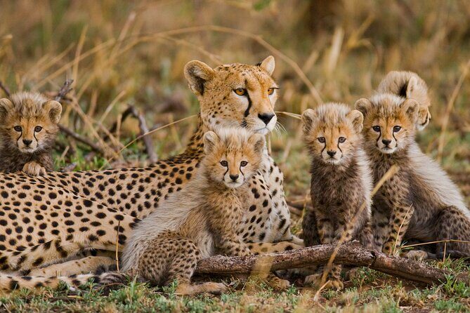 3 Days Safari Serengeti & Ngorongoro Crater - An In-Depth Look at the 3-Day Safari Experience
