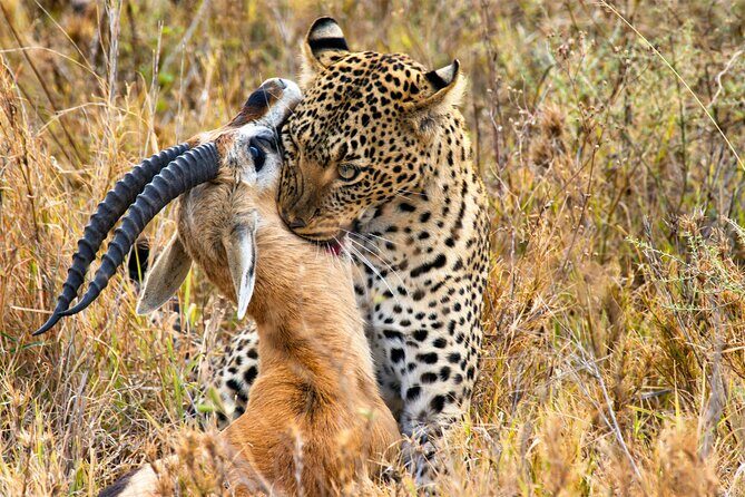 3 Days Safari Serengeti & Ngorongoro Crater - Who Is This Tour Best For?