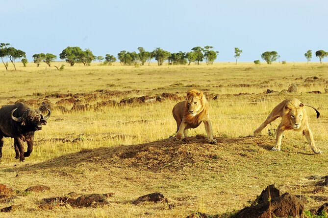 3 Days Safari Serengeti & Ngorongoro Crater - Frequently Asked Questions