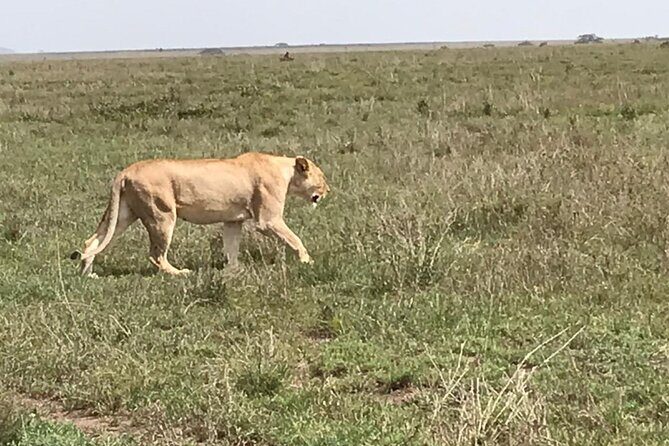 3 Days Safari Serengeti NP and Ngorongoro Crater - Overview of the 3-Day Serengeti and Ngorongoro Safari