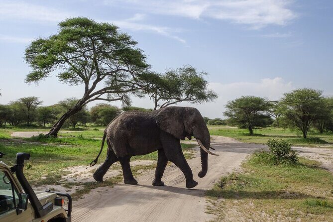 3 Days Safari Serengeti NP and Ngorongoro Crater - Day 3: Descending into Ngorongoro Crater