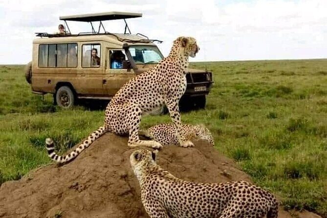 3 Days Safari Serengeti NP and Ngorongoro Crater - Who Will Love This Tour?
