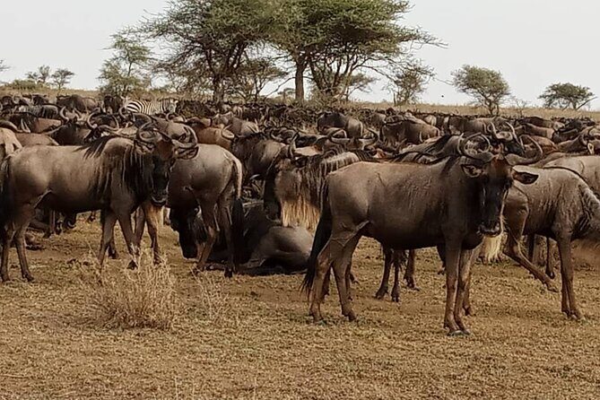 3 Days Safari Serengeti NP and Ngorongoro Crater - The Sum Up