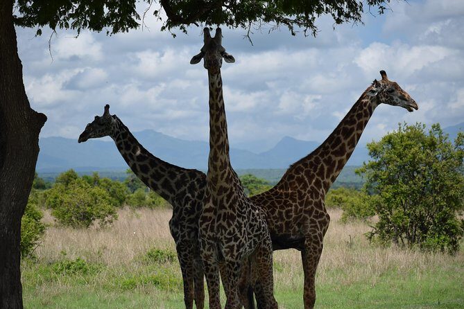 3 days safari to Mikumi and Udzungwa - Key Points