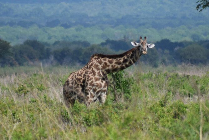 3 days safari to Mikumi and Udzungwa - Transportation, Comfort, and Group Size