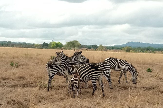 3 Days Safari to Mikumi NP - Accommodation Inside the Park - Key Points  