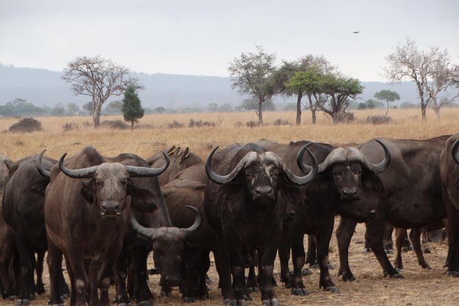 3 Days Safari to Mikumi NP - Accommodation Inside the Park - Frequently Asked Questions (FAQs)  