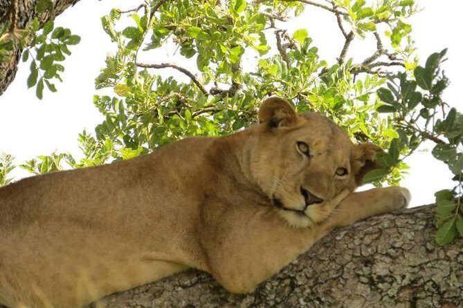 3-Days Safari to Murchison Falls National Park with Rhino Sanctuary hike - FAQ
