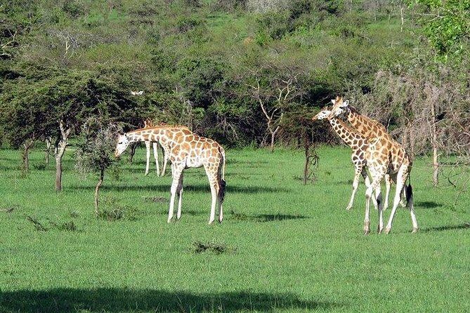3-Days Safari to Murchison Falls National Park with Rhino Sanctuary hike - Final Thoughts