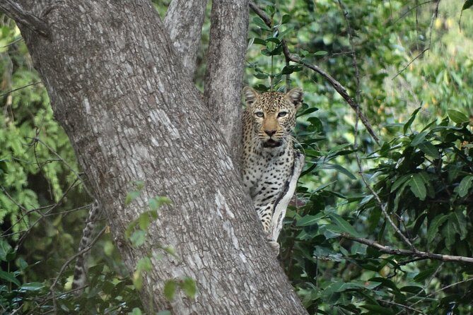 3 Days Safari to Nyerere National Park (Selous Game Reserve) - An In-Depth Look at the Experience