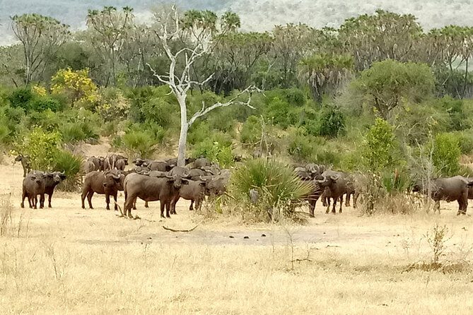 3 Days Safari to Nyerere National Park (Selous Game Reserve) - Considerations and Potential Drawbacks
