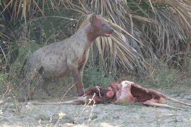 3 Days Safari to Nyerere National Park (Selous Game Reserve) - The Value of This Safari