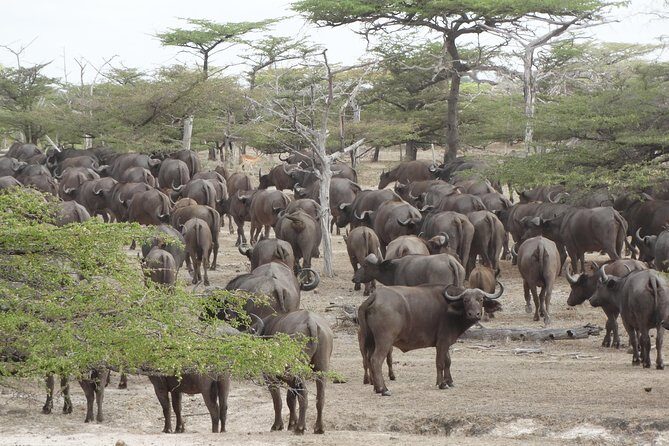 3 Days Safari to Nyerere National Park (Selous Game Reserve) - The Sum Up